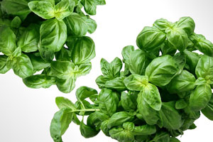 fresh basil