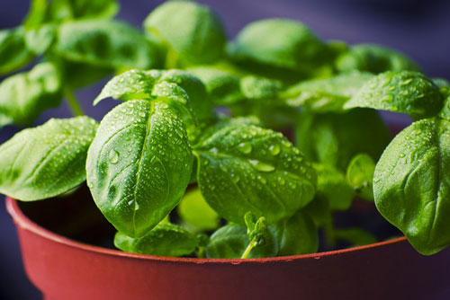 grow your own basil for soaps