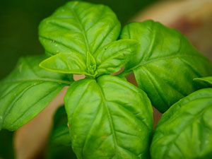 close up of basil leaves