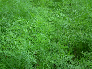 dill for soaps