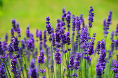 grow your own lavender