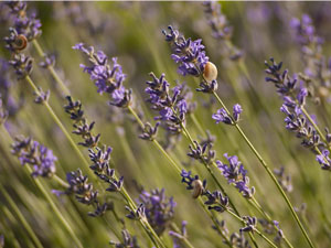 lavender for herbal soap