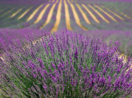 field of lavender